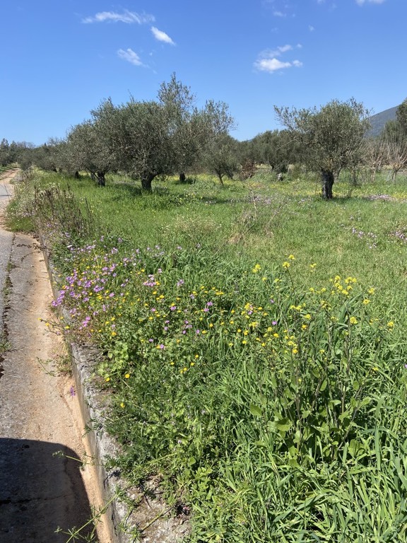 Οικόπεδο 3.000 τ.μ. για πώληση, Μεσσηνία, Δώριο