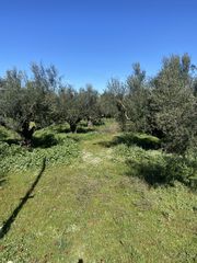 Οικόπεδο 5.000 τ.μ. για πώληση, Μεσσηνία, Άριο-thumb-1