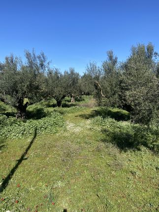 Οικόπεδο 5.000 τ.μ. για πώληση, Μεσσηνία, Άριο