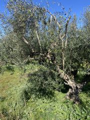 Οικόπεδο 5.000 τ.μ. για πώληση, Μεσσηνία, Άριο-thumb-5
