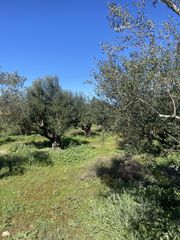 Οικόπεδο 5.000 τ.μ. για πώληση, Μεσσηνία, Άριο-thumb-6