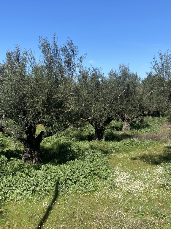 Οικόπεδο 5.000 τ.μ. για πώληση, Μεσσηνία, Άριο
