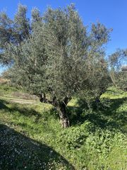 Οικόπεδο 5.000 τ.μ. για πώληση, Μεσσηνία, Άριο-thumb-7