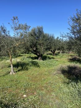 Οικόπεδο 5.000τ.μ. για πώληση-Άριο