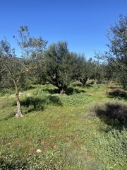 Οικόπεδο 5.000 τ.μ. για πώληση, Μεσσηνία, Άριο-thumb-2