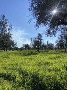 Αγροτεμάχια 20.526τ.μ. για πώληση-Μελιγαλά