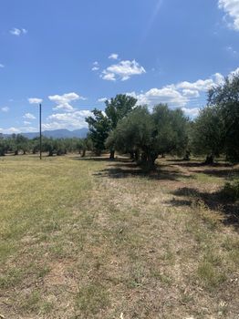 Αγροτεμάχια 4.787τ.μ. για πώληση-Μελιγαλά