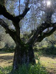 Αγροτεμάχια 24.500 τ.μ. για πώληση, Μεσσηνία, Οιχαλία-thumb-2