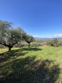 Αγροτεμάχια 24.500τ.μ. για πώληση-Οιχαλία