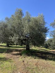 Αγροτεμάχια 24.500 τ.μ. για πώληση, Μεσσηνία, Οιχαλία-thumb-3