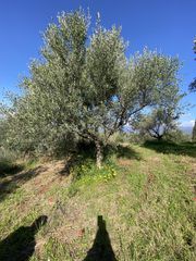 Αγροτεμάχια 24.500 τ.μ. για πώληση, Μεσσηνία, Οιχαλία-thumb-1