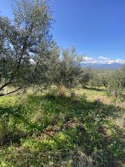 Αγροτεμάχια 24.500 τ.μ. για πώληση, Μεσσηνία, Οιχαλία-thumb-5