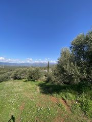 Αγροτεμάχια 24.500 τ.μ. για πώληση, Μεσσηνία, Οιχαλία-thumb-6