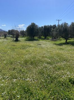 Οικόπεδο 2.900τ.μ. για πώληση-Οιχαλία