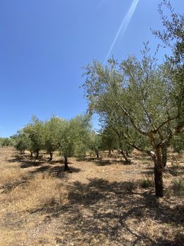 Αγροτεμάχια 13.800τ.μ. για πώληση-Μελιγαλά