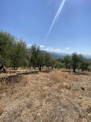 Αγροτεμάχια 13.800 τ.μ. προς πώληση, Μελιγαλάς-thumb-6