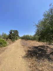 Αγροτεμάχια 13.800 τ.μ. προς πώληση, Μελιγαλάς-thumb-10