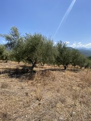 Αγροτεμάχια 13.800 τ.μ. προς πώληση, Μελιγαλάς-thumb-8
