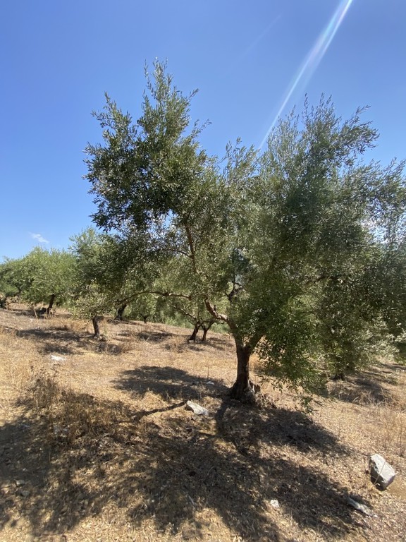 Αγροτεμάχια 13.800 τ.μ. προς πώληση, Μελιγαλάς