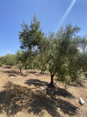 Αγροτεμάχια 13.800 τ.μ. προς πώληση, Μελιγαλάς-thumb-3