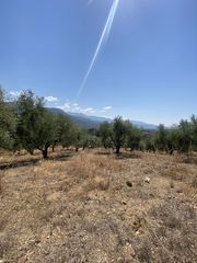 Αγροτεμάχια 13.800 τ.μ. προς πώληση, Μελιγαλάς-thumb-7