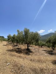 Αγροτεμάχια 13.800 τ.μ. προς πώληση, Μελιγαλάς-thumb-5