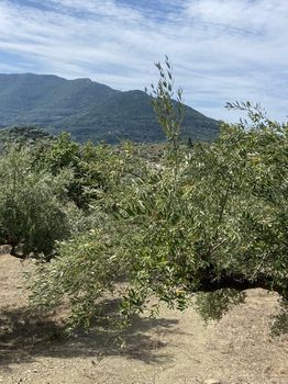Αγροτεμάχια 7.111τ.μ. για πώληση-Μελιγαλά