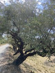 Αγροτεμάχια 7.111 τ.μ. για πώληση