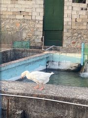 Αίθουσα 540 τ.μ. για πώληση, Μεσσηνία, Αρφαρά-thumb-4
