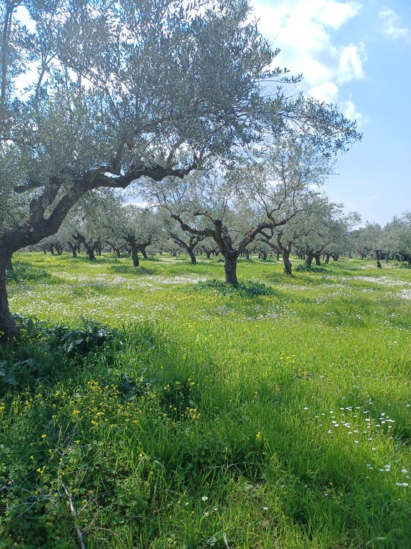 Αγροτεμάχια 80.000 τ.μ. για πώληση, Μεσσηνία, Οιχαλία