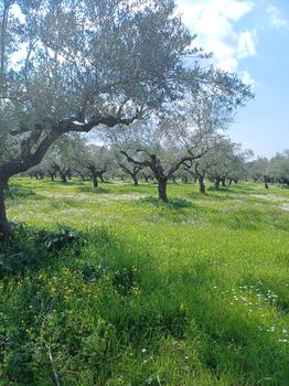 Αγροτεμάχια 80.000τ.μ. για πώληση-Οιχαλία