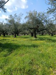 Αγροτεμάχια 80.000 τ.μ. για πώληση, Μεσσηνία, Οιχαλία-thumb-6