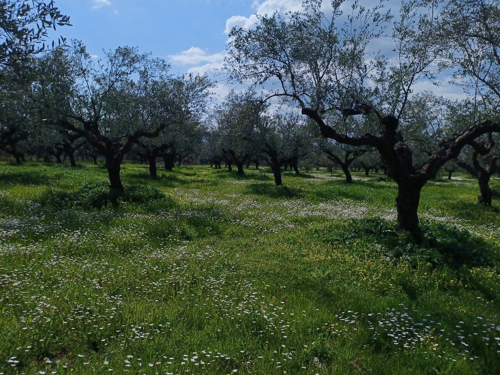 Αγροτεμάχια 80.000 τ.μ. προς πώληση, Οιχαλία