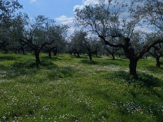 Αγροτεμάχια 80.000 τ.μ. για πώληση, Μεσσηνία, Οιχαλία-thumb-3