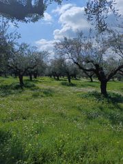 Αγροτεμάχια 80.000 τ.μ. για πώληση, Μεσσηνία, Οιχαλία-thumb-2