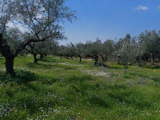 Αγροτεμάχια 80.000 τ.μ. για πώληση, Μεσσηνία, Οιχαλία-thumb-4