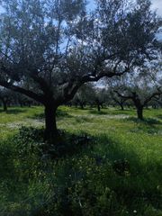 Αγροτεμάχια 80.000 τ.μ. για πώληση, Μεσσηνία, Οιχαλία-thumb-1