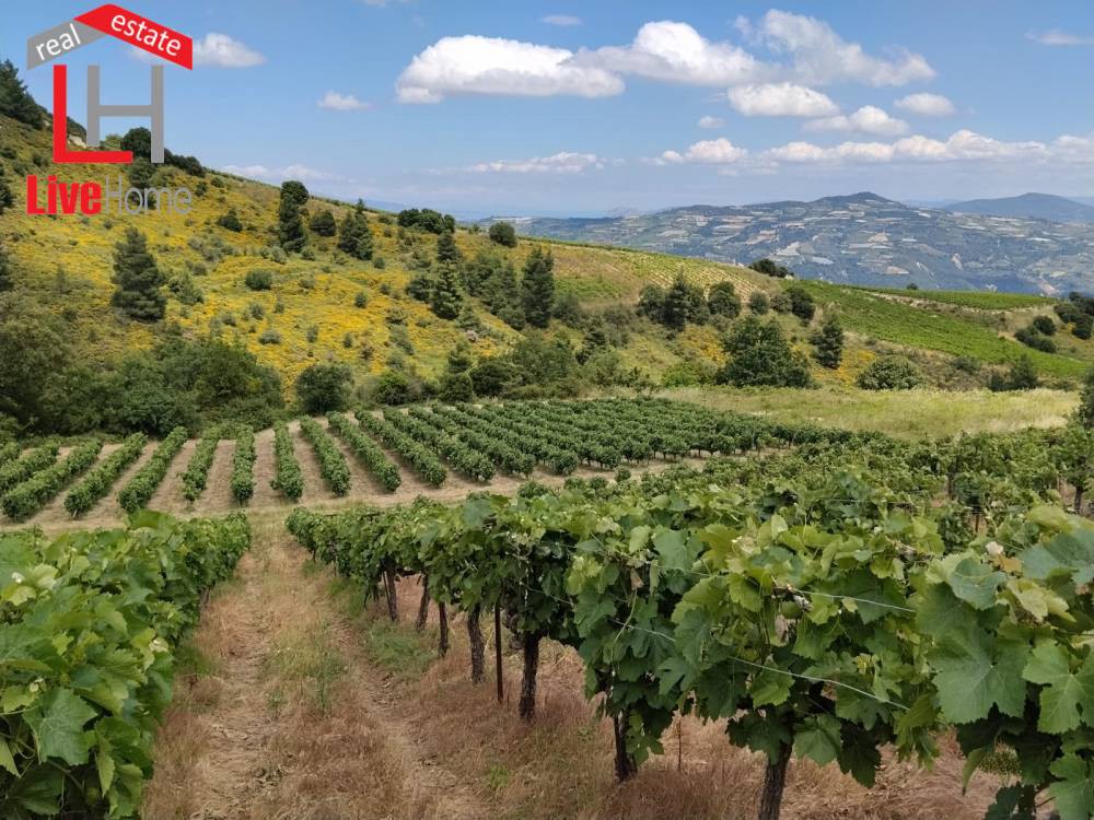 Αγροτεμάχια 9.545 τ.μ. πρός πώληση, Κορινθία, Σικυώνα
