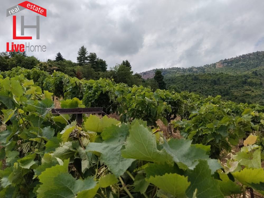 Αγροτεμάχια 9.545 τ.μ. πρός πώληση, Κορινθία, Σικυώνα