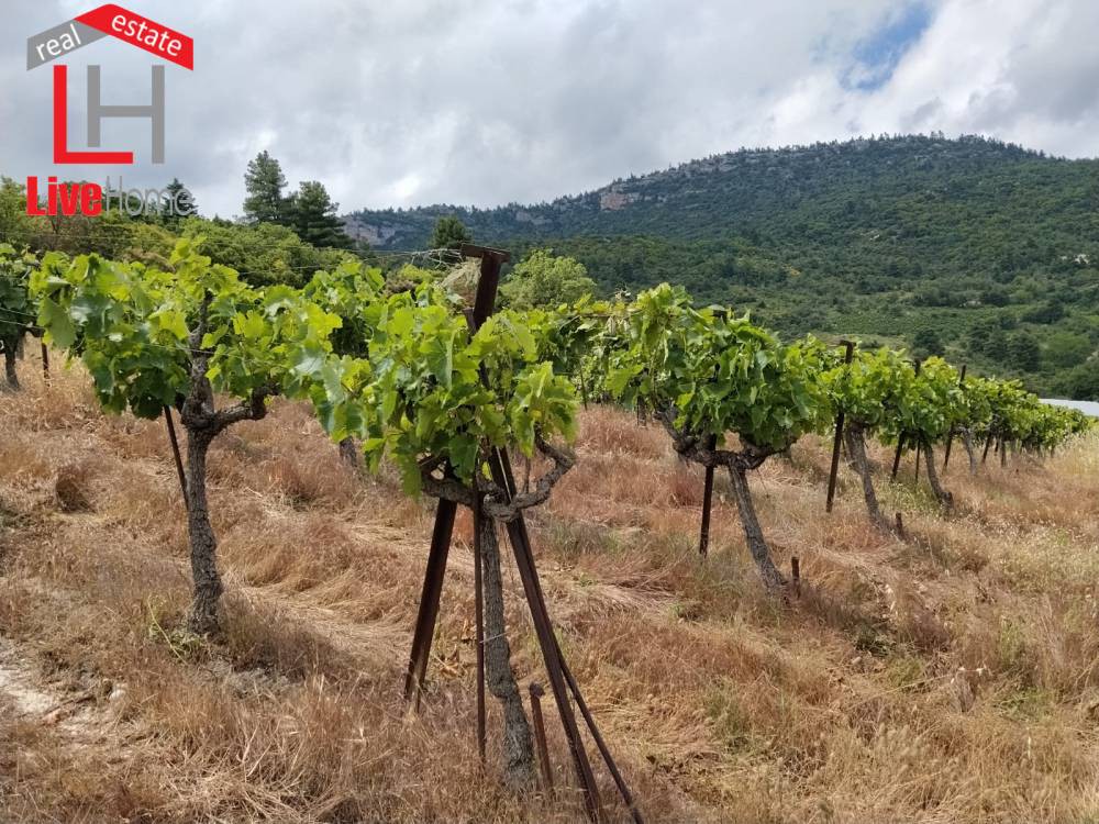 Αγροτεμάχια 9.545 τ.μ. πρός πώληση, Κορινθία, Σικυώνα