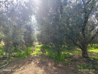 Αγροτεμάχια 7.000 τ.μ. για πώληση