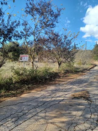 Αγροτεμάχια 8.778 τ.μ. για πώληση, Μεσσηνία, Αετού