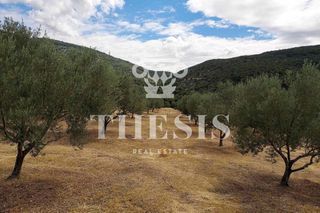 Αγροτεμάχια 8.000 τ.μ. για πώληση
