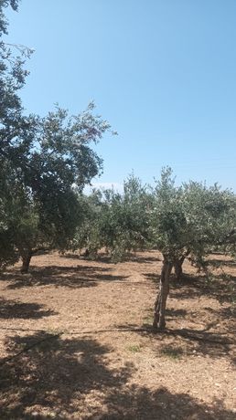 Οικόπεδο 1.800τ.μ. για πώληση-Κυπαρισσία