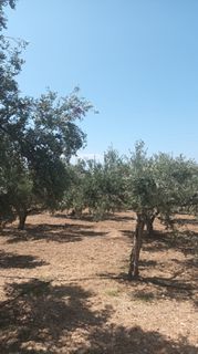 Οικόπεδο 1.800 τ.μ. για πώληση