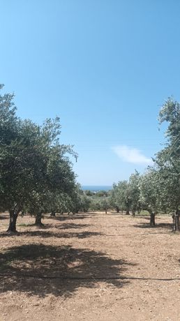 Οικόπεδο 1.800τ.μ. για πώληση-Κυπαρισσία