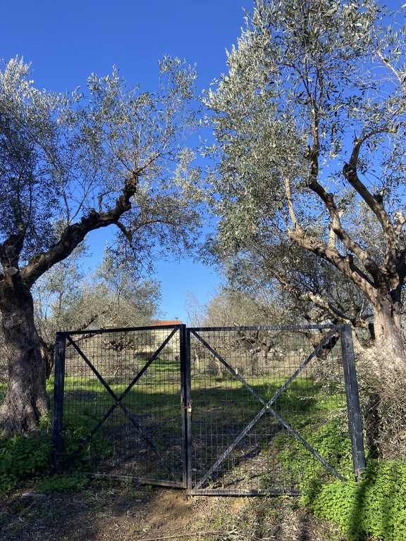 Οικόπεδο 905 τ.μ. για πώληση, Μεσσηνία, Μελιγαλά