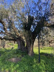 Οικόπεδο 905 τ.μ. για πώληση, Μεσσηνία, Μελιγαλά-thumb-5