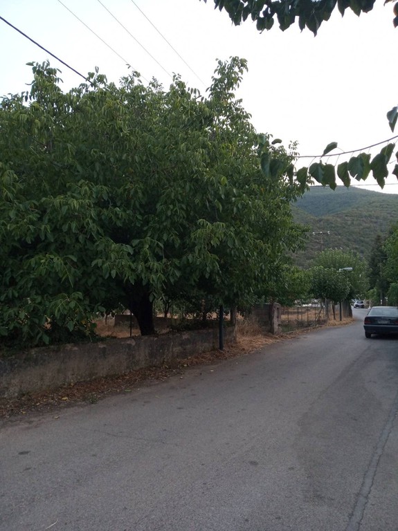 Οικόπεδο 620 τ.μ. προς πώληση, Πολιανή