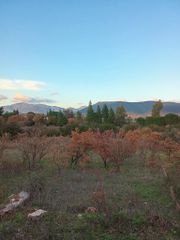Αγροτεμάχια 3.636 τ.μ. για πώληση, Μεσσηνία, Δώριο-thumb-9
